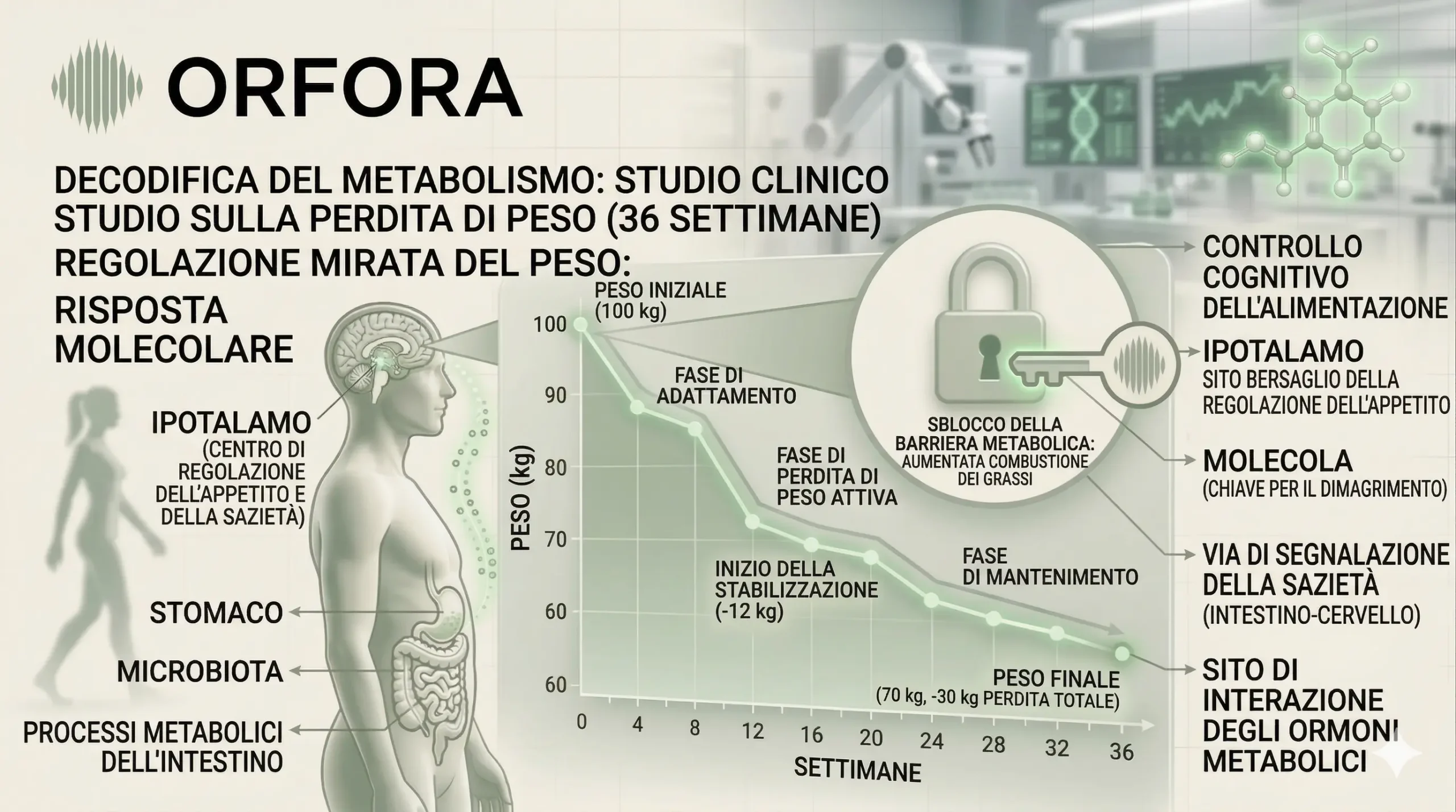 Infografica Orfora sulla decodifica dell'asse intestino-cervello e perdita di peso 2026.